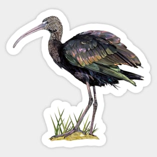 ibis Sticker